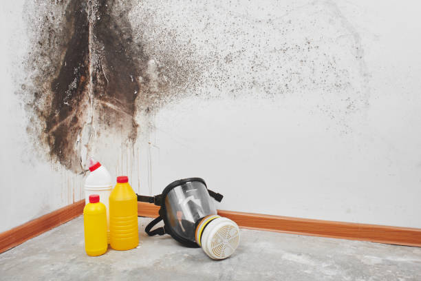 Professional Mold Removal in Bernice, LA