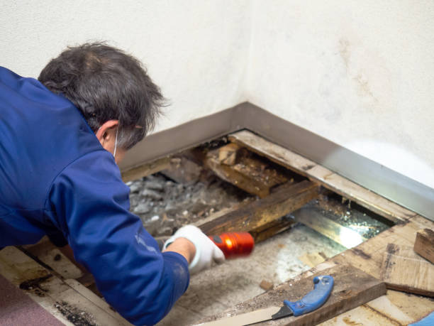 Best Affordable Mold Removal  in Bernice, LA
