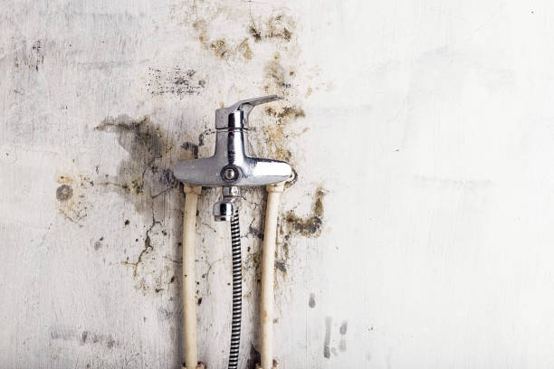 Best Same-Day Mold Removal  in Bernice, LA