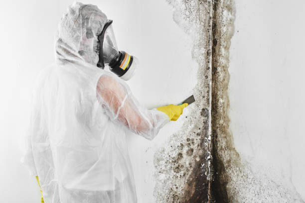 Best Fast Mold Removal  in Bernice, LA