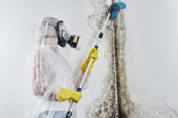 Best Toxic Mold Removal  in Bernice, LA