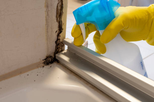 Office Mold Removal Services in Bernice, LA