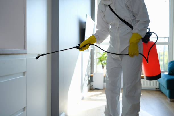Best Black Mold Removal  in Bernice, LA