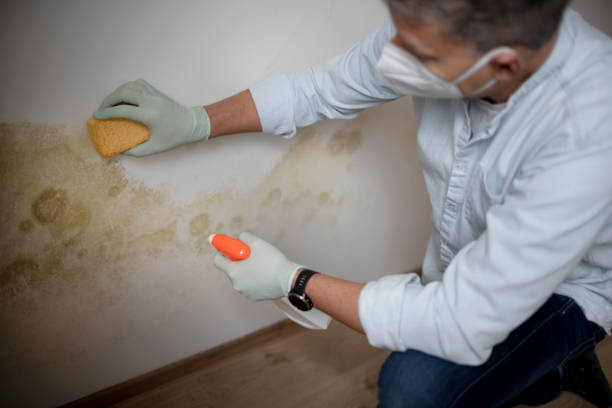 Mold Removal Process in Bernice, LA