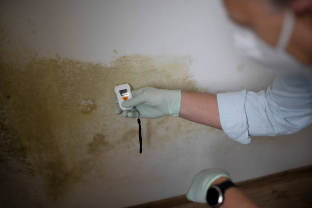 Best Mold Remediation  in Bernice, LA