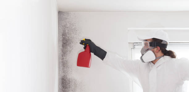Best Attic Mold Removal  in Bernice, LA
