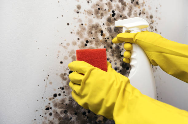 Best Best Mold Removal Companies  in Bernice, LA