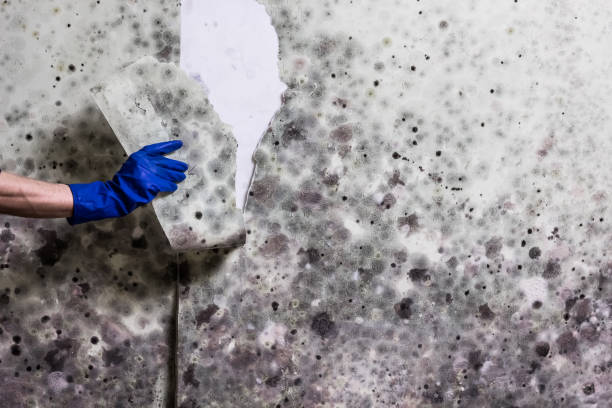 Best Mold Damage Repair  in Bernice, LA