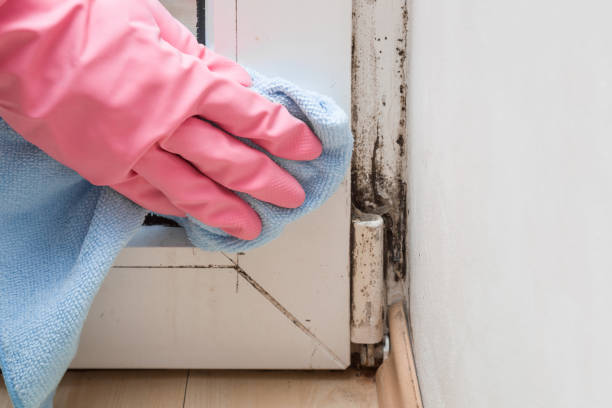 Best Mold Testing  in Bernice, LA