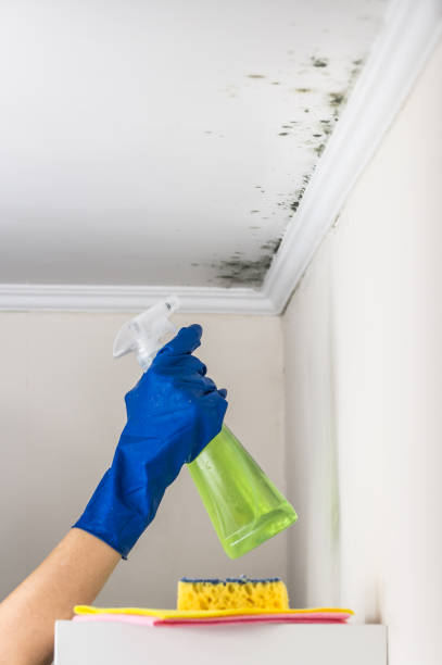 Best Local Mold Removal Service  in Bernice, LA